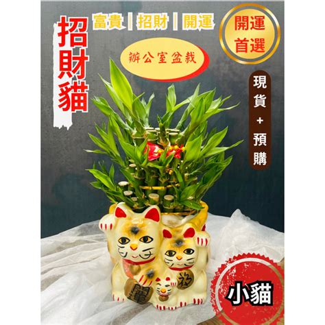 招財植物風水|招財室內植物指南：輕鬆種植，旺家旺財的8種好運植。